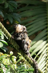 monkey and its youngling