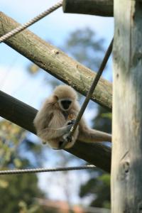 monkey having lunch