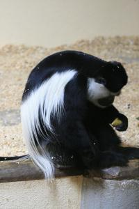 monkey having lunch time