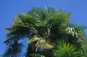 palm-tree-682j