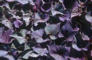 purple-leaves-782y