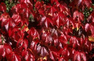 red-leaves-ryl4