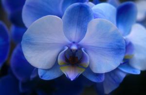 blue-orchid-3qy4