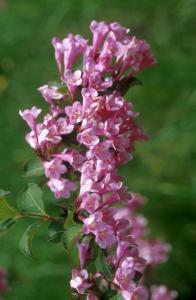 branch-flowers-c5t2