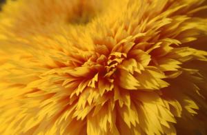 closeup-flower-c37a