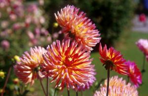 dahlia-light-c5t4
