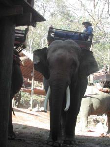 elephants-05