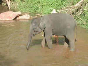 elephants-125