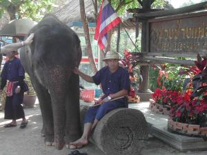 elephants103