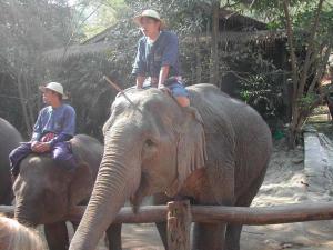 elephants1a4