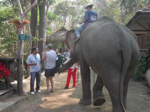 elephants1b5
