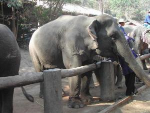 elephants1c-3