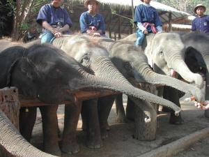 elephants1d8