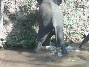 elephants22-c