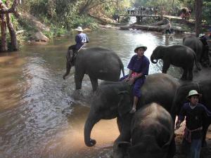elephants2321