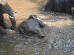 elephants26-d