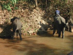elephants2aa1