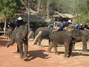 elephants326