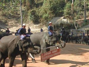 elephants344