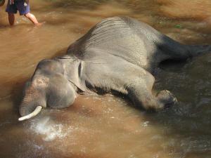 elephants427
