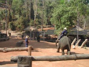 elephants446