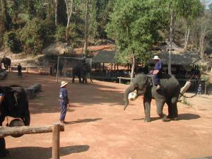 elephants448