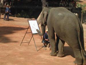 elephants511
