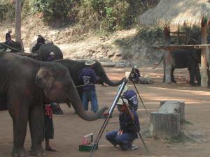 elephants522