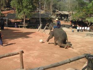 elephants550