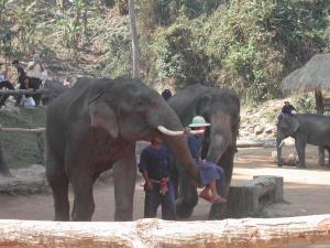 elephants5e6