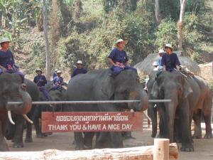 elephants6e3