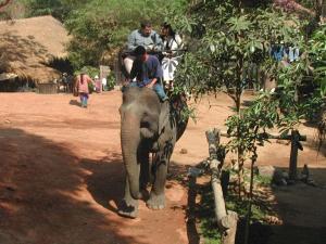 elephants6e6