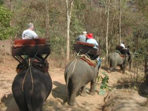 elephants7e3