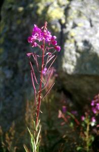 flower-alps-9m4e