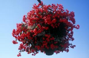 flower-basket-nh75