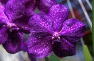 flower-c6lq