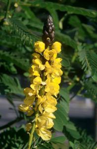 flower-co9q
