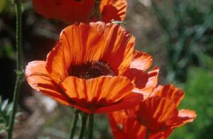 flower-foto-v4q9
