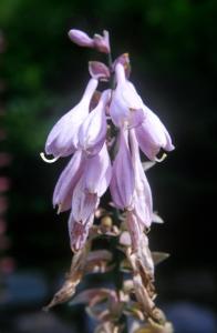 flower photo
