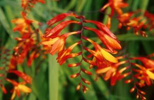 flowers pictures