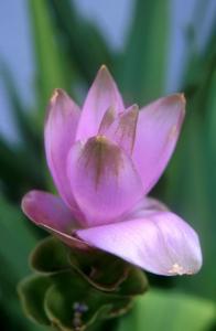 flower pictures