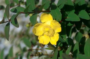 yellow flower