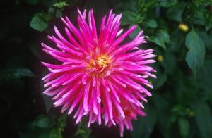 flower-x5b3
