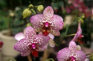 flower-xy8n