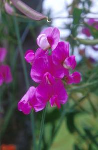 flower-y5bq