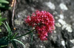 flower-yhp1