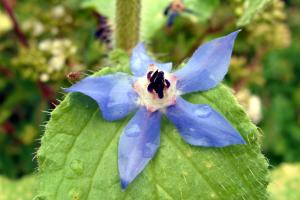 pictures of flowers-10-05