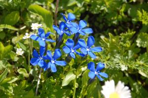 pictures flowers-16-29