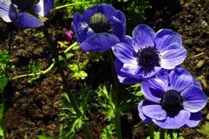 pictures of flowers-22-37