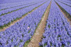 photos flowers-25-02